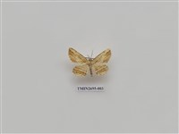 藏品(尺蛾239)的圖片